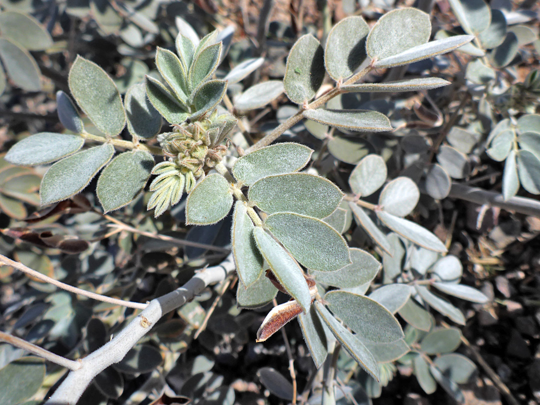 Greyish leaves