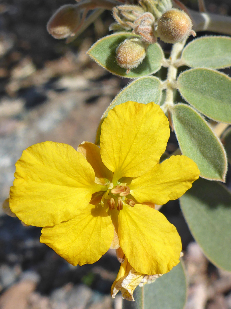 Leaves and flowers