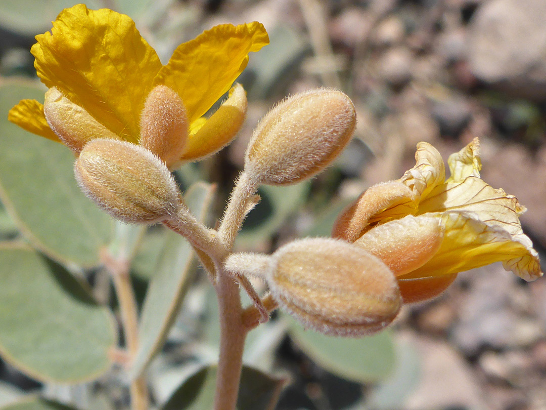 Flowers and buds