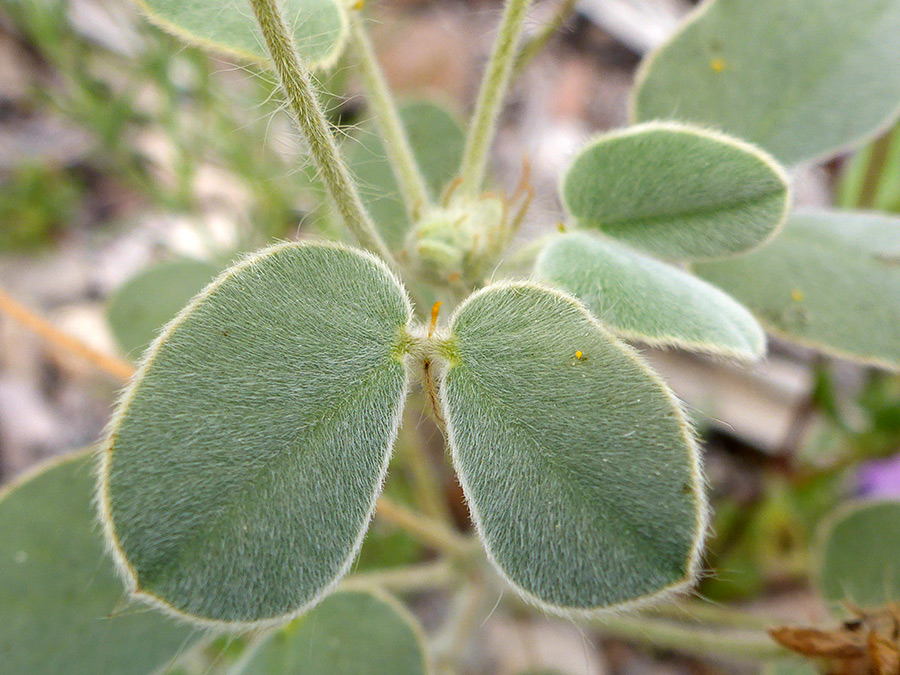Soft hairy leaves