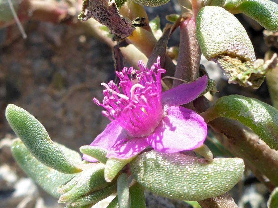 Flower and leaves