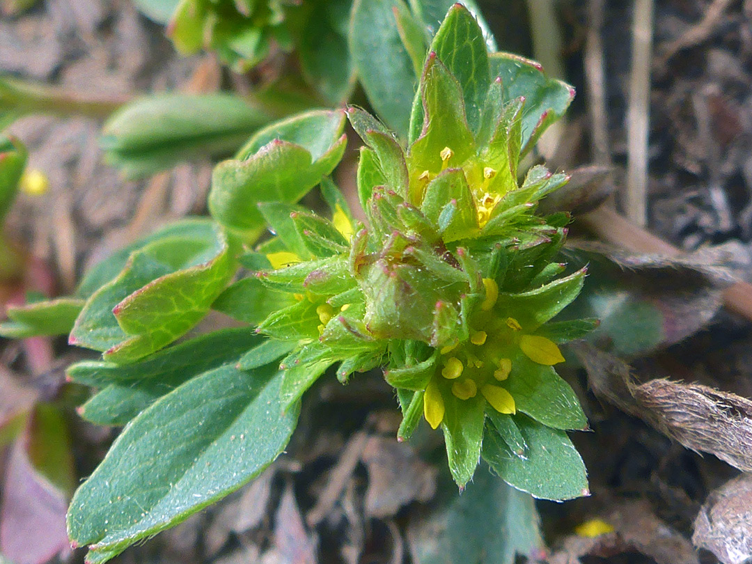 Greenish inflorescence