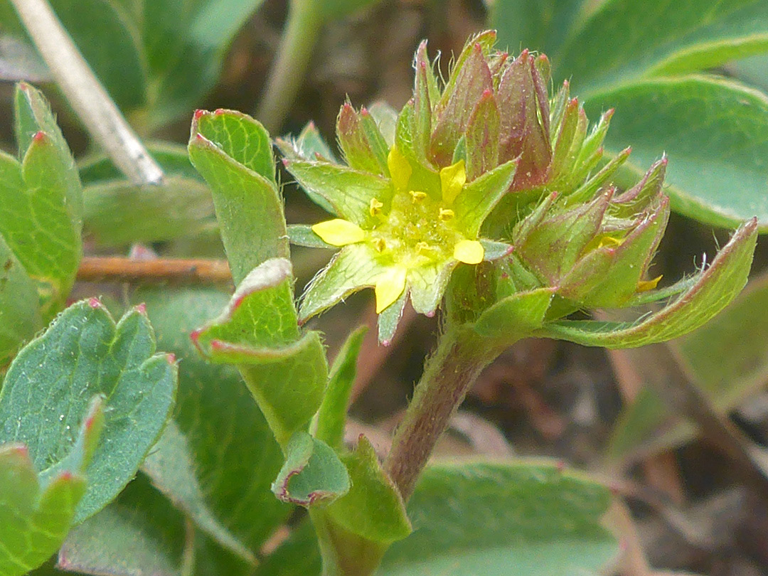 Bracts and flowers