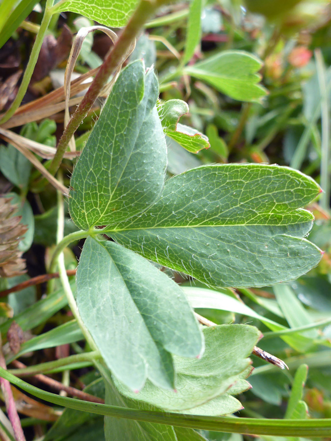 Trifoliate leaf