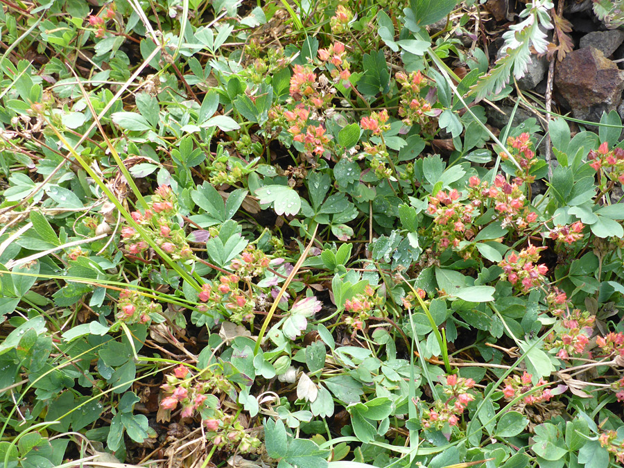 Leaves and stems