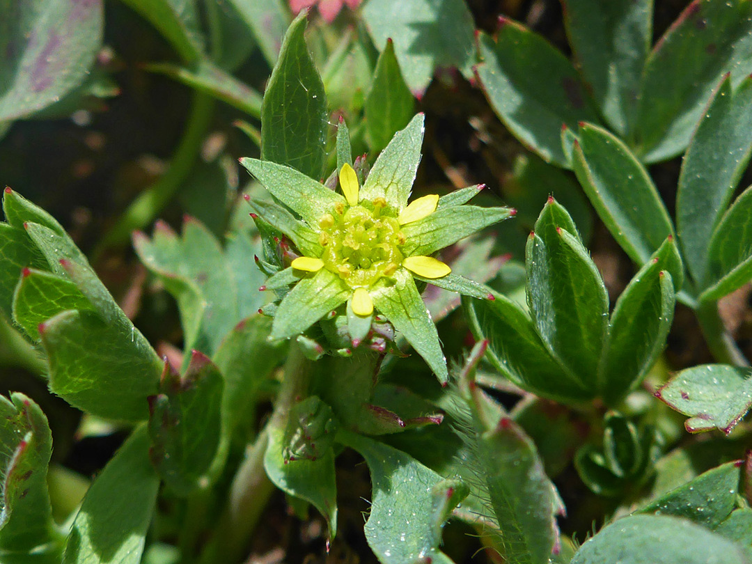 Greenish-yellow flower