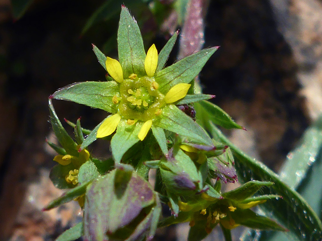 Yellow petals and green sepals