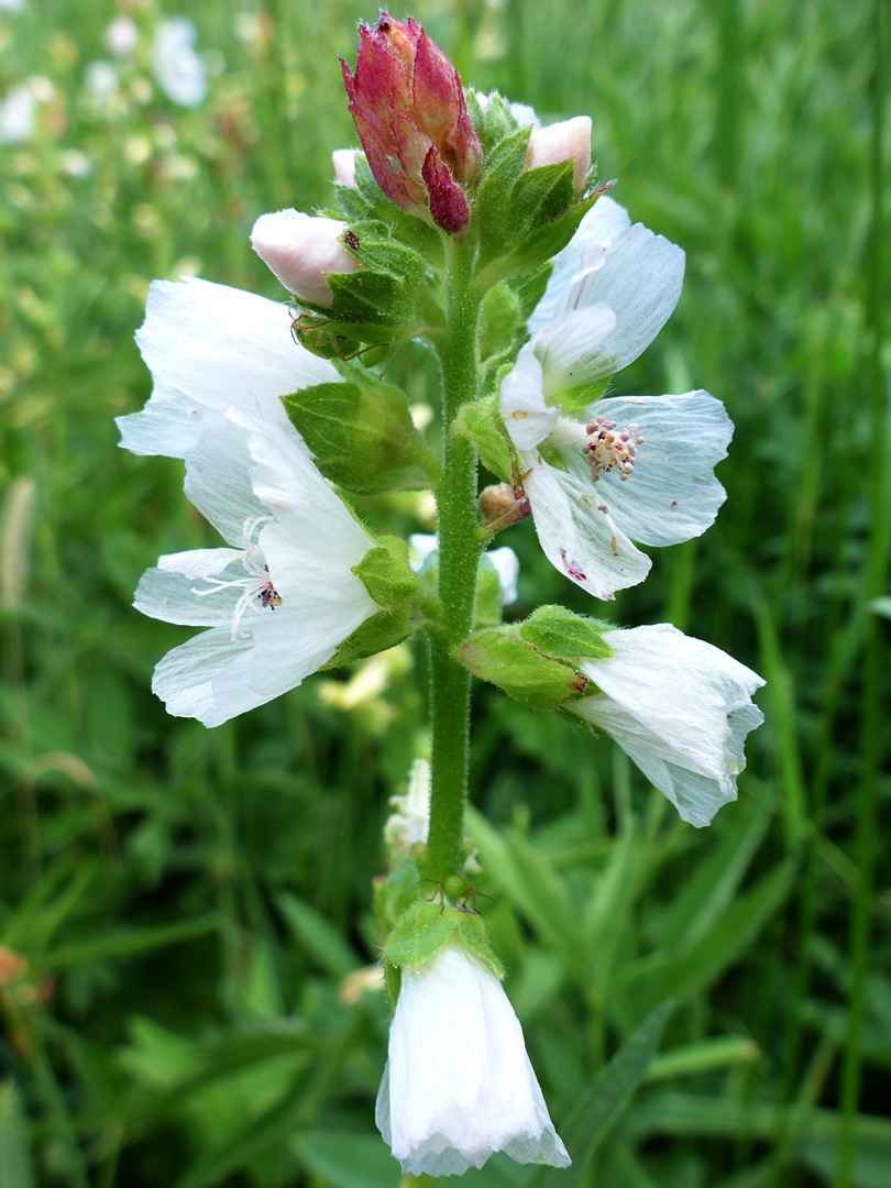 Elongated inflorescence