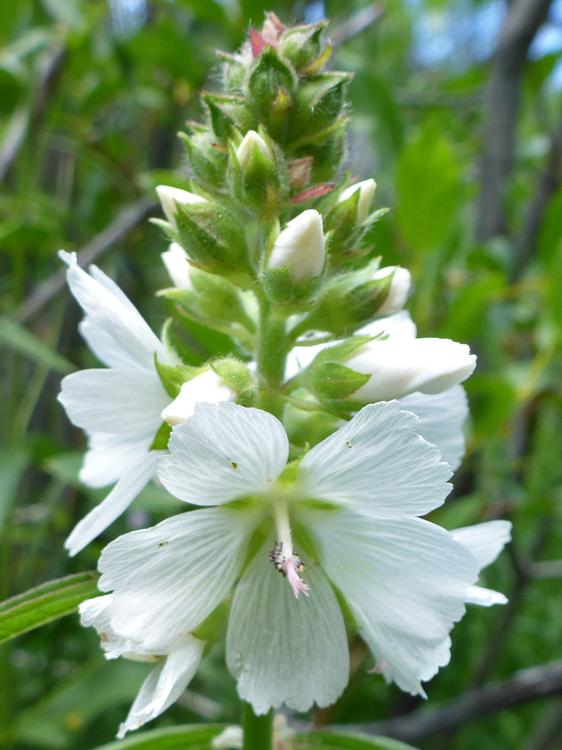 Flowers and buds