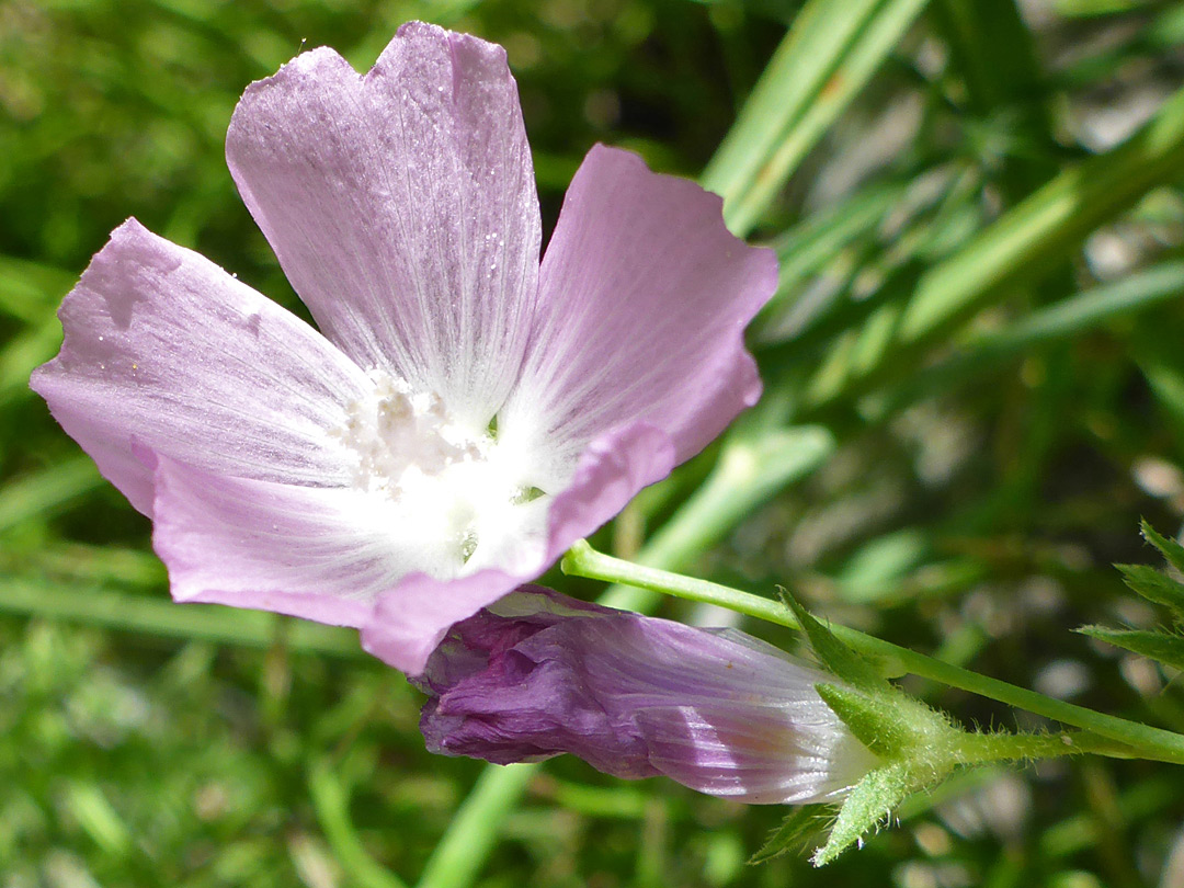 Pale pink petals