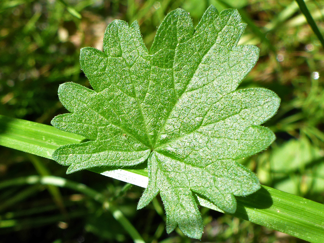 Toothed leaf