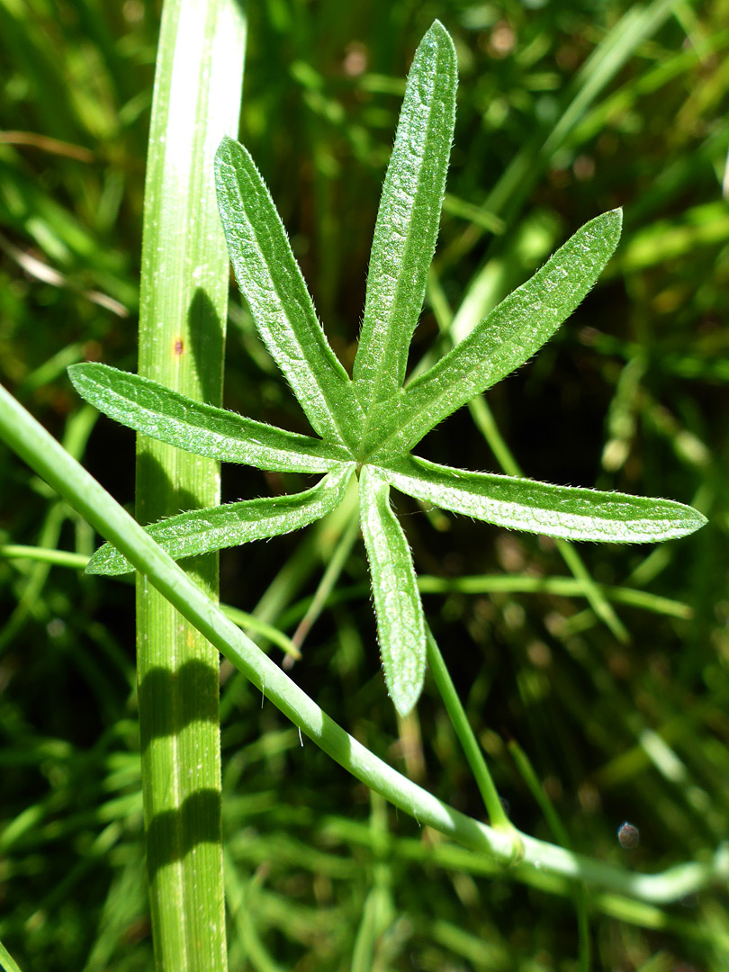 Deeply lobed leaf