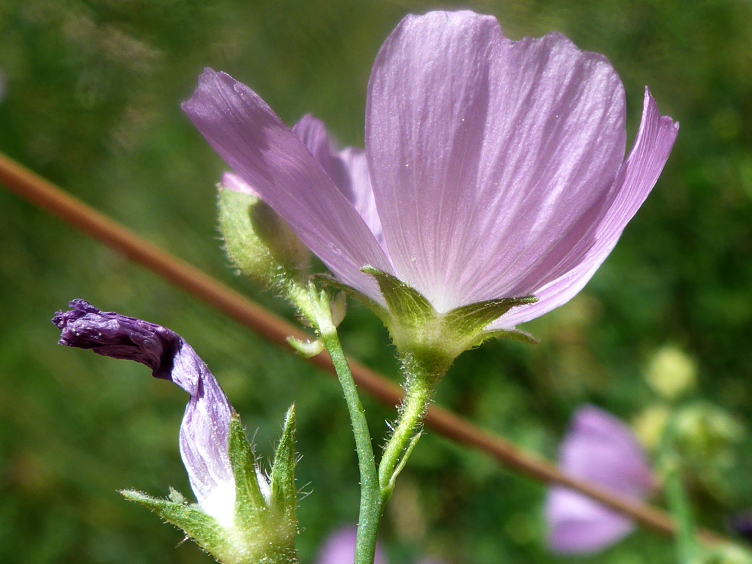 Two flowers, one withered