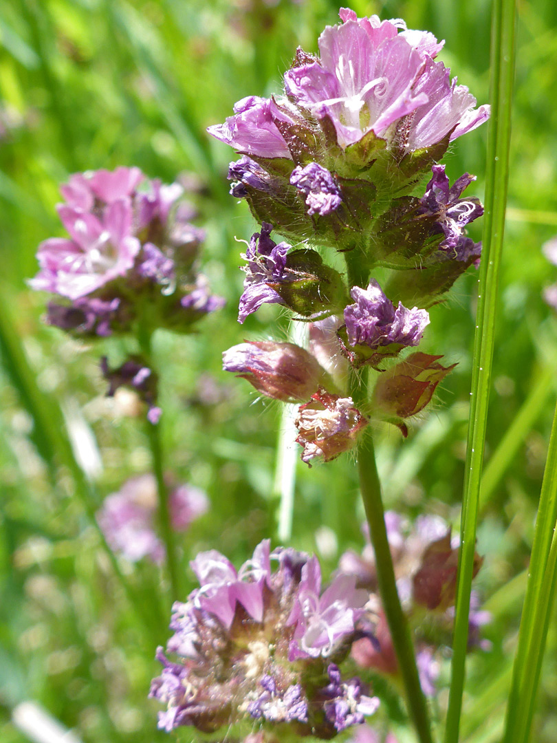 Flower clusters