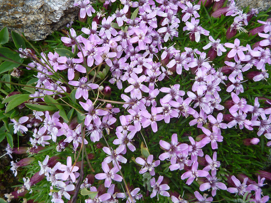 Pink petals