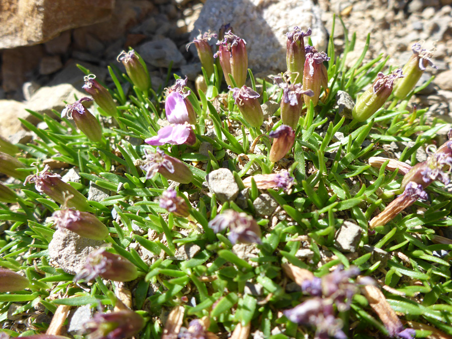 Withered flowers