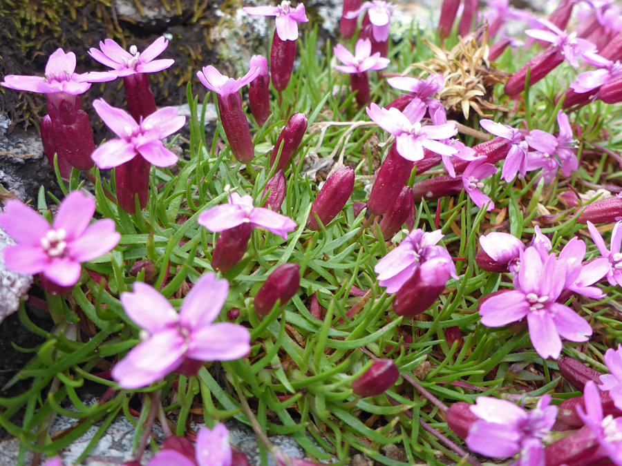 Pink-purple flowers