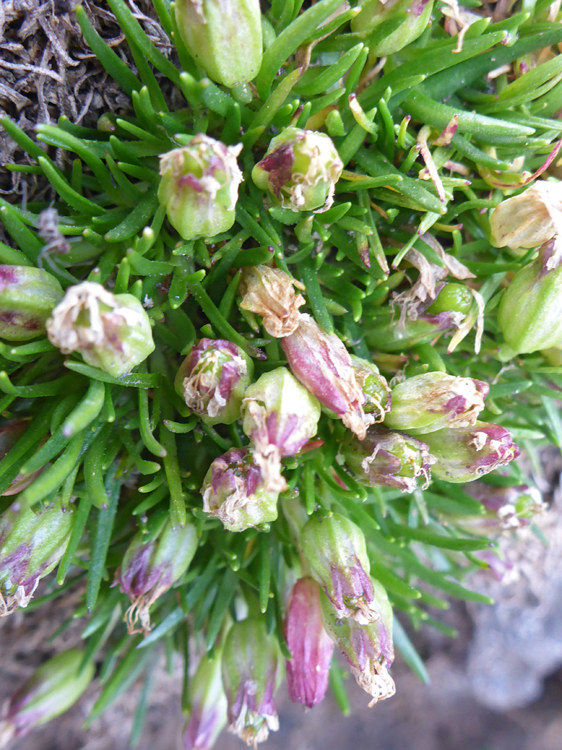 Leaves and flowers