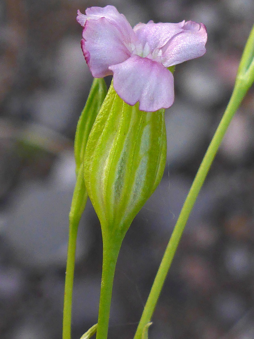 Hairless flower