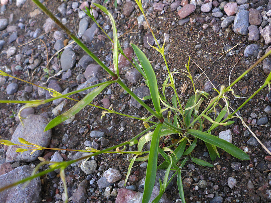 Stems and leaves