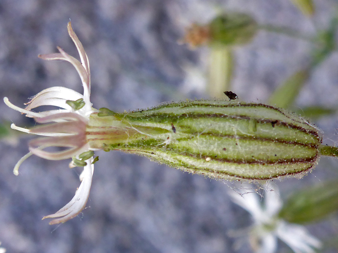 Glandular calyx