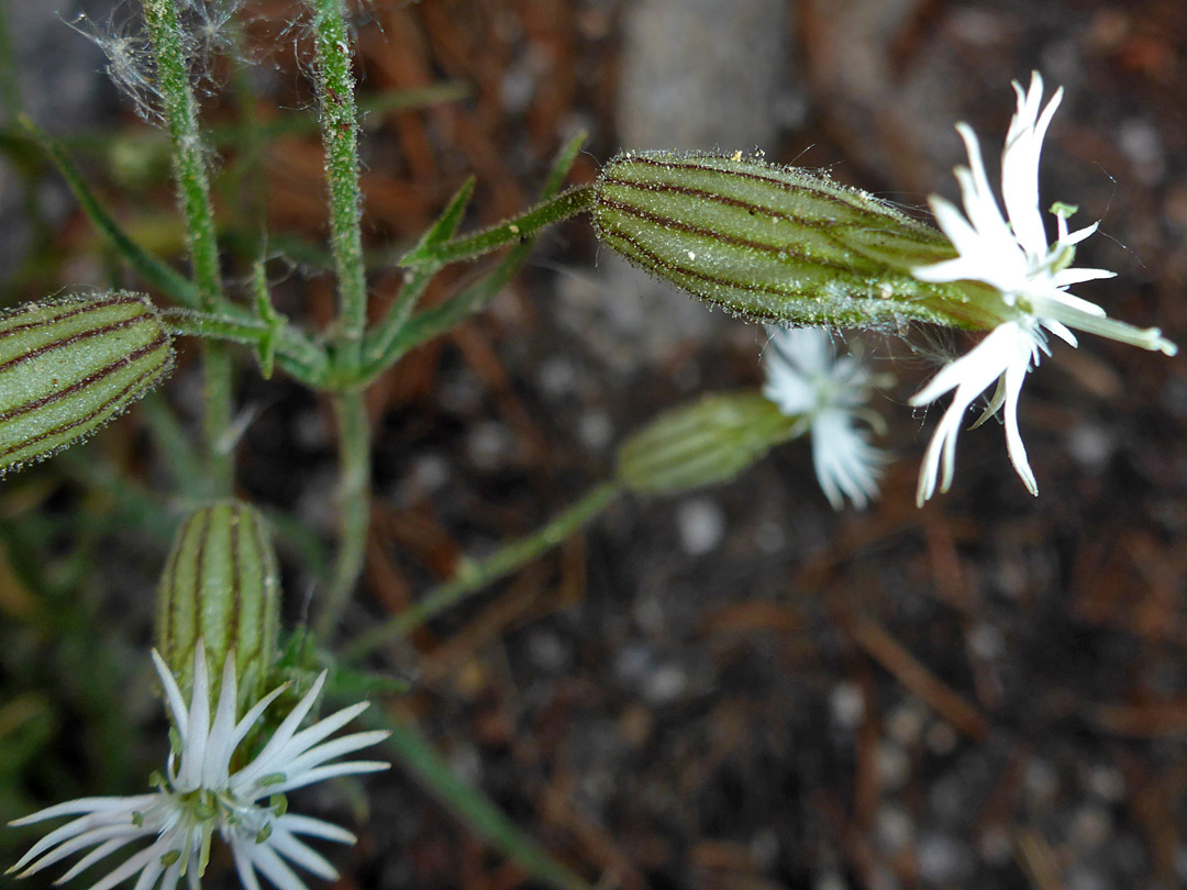 White flowers