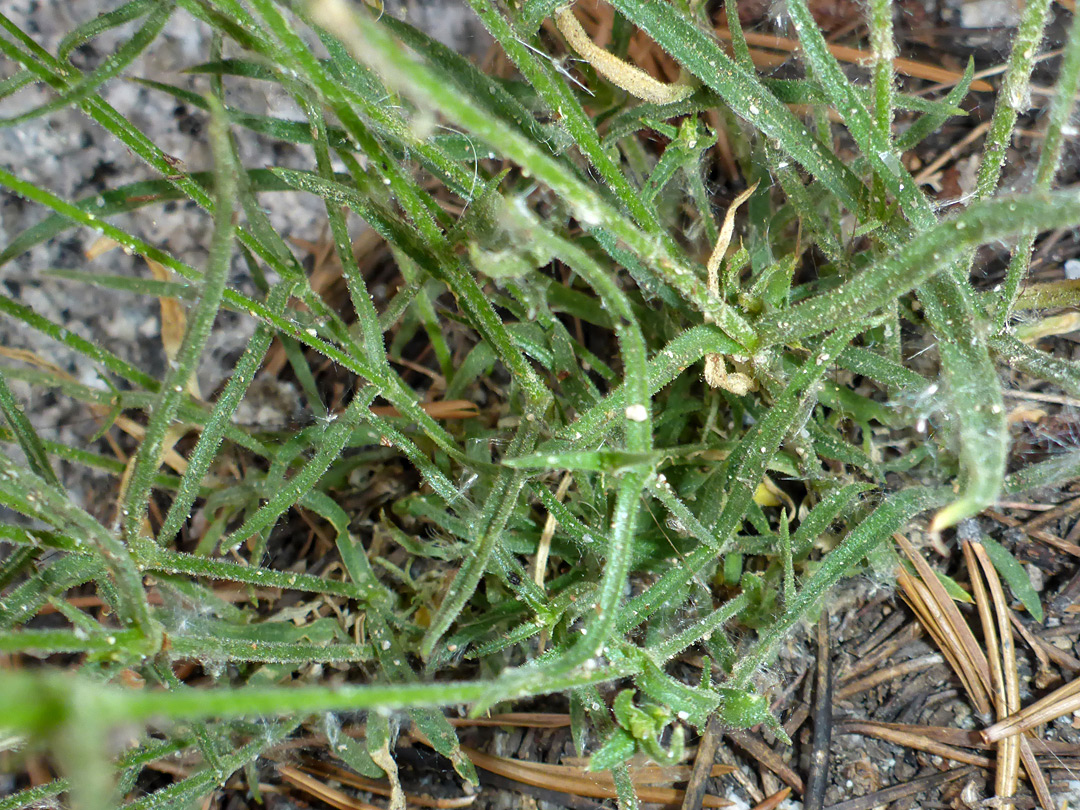 Narrow, linear leaves