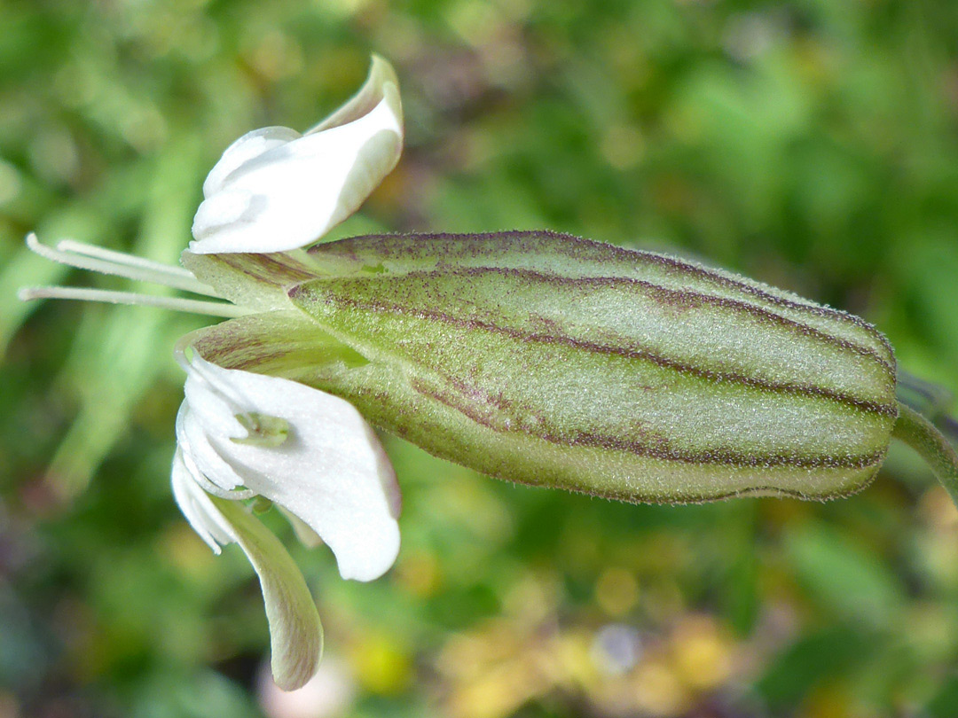 Purplish green calyx