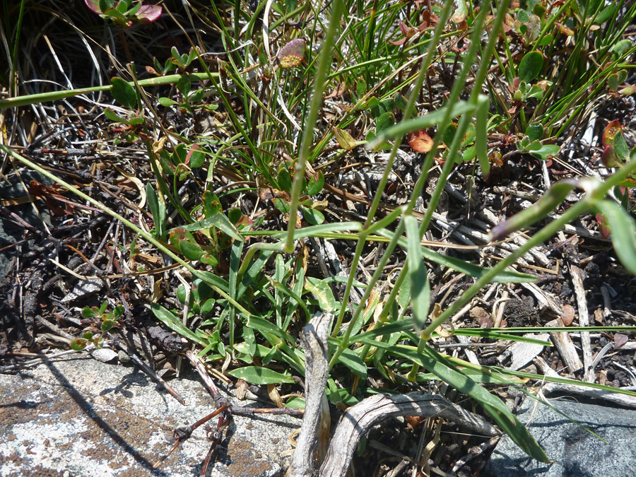 Stems and leaves