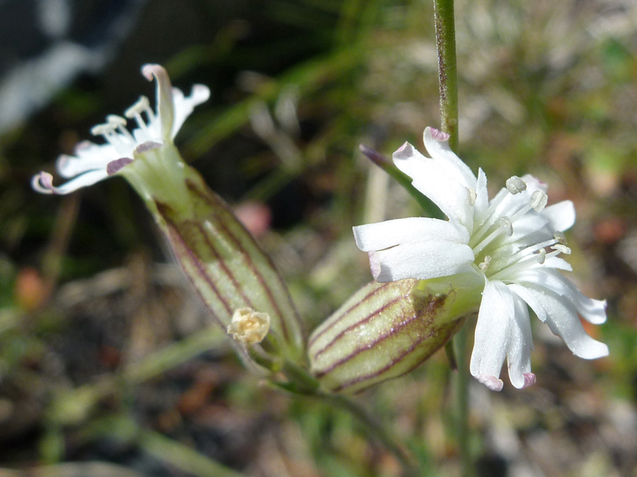 Two flowers