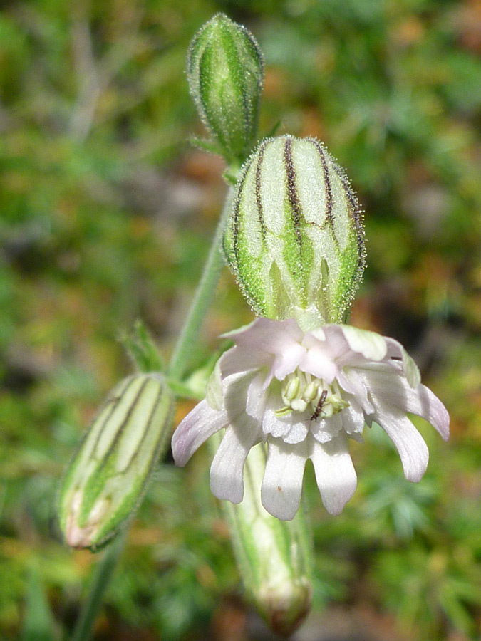 Pinkish white petals