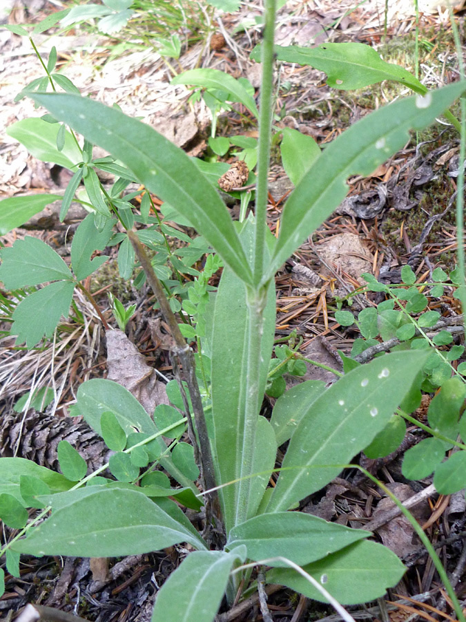 Leaves