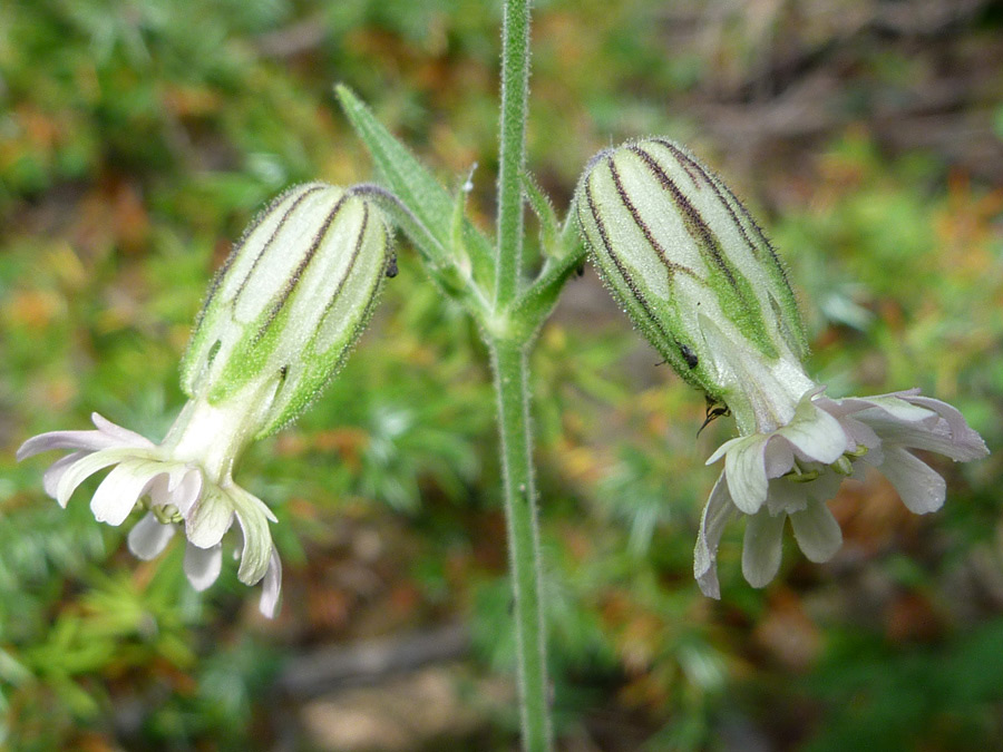 Two flowers