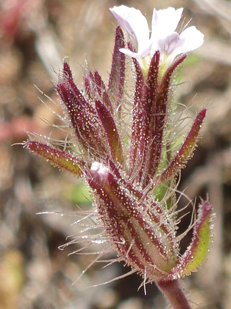 Purple calyces