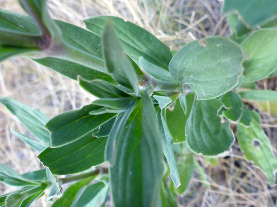 Broad leaves