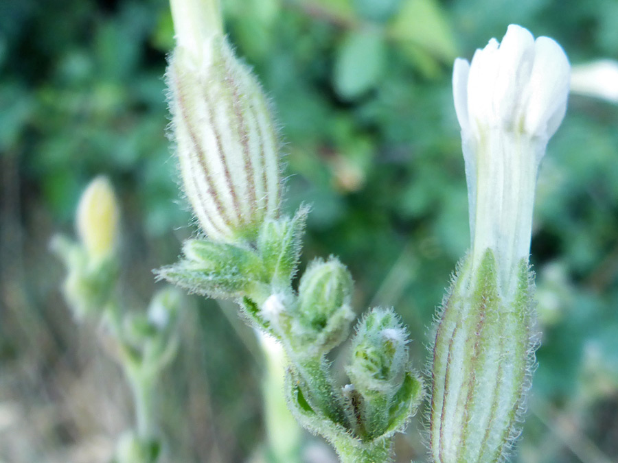 Hairy buds