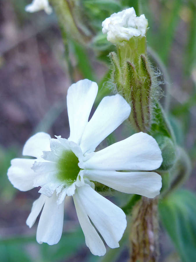 White petals