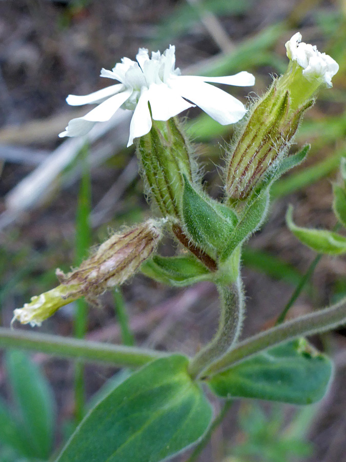 Hairy calyces