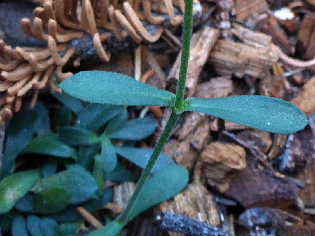 Opposite leaves