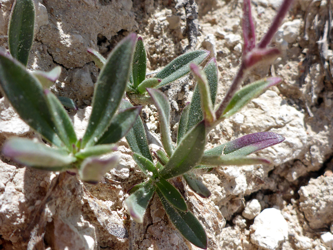 Basal leaves