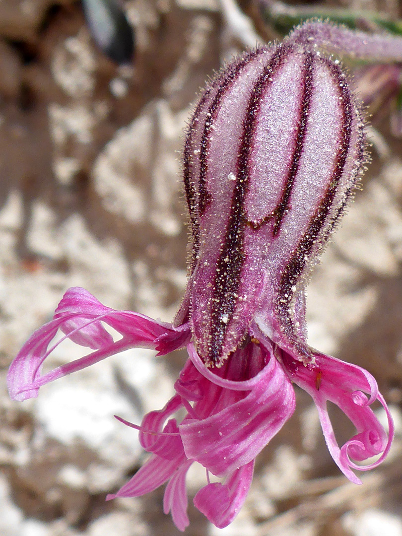 Glandular calyx