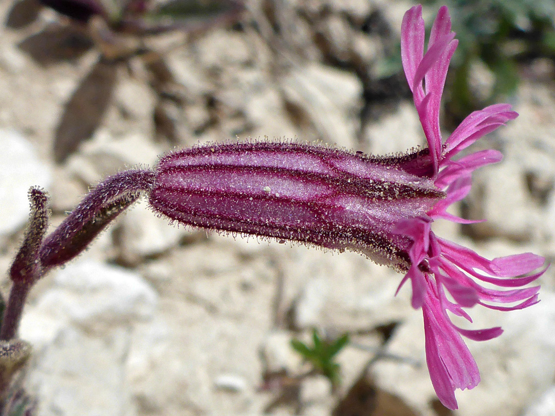 Pink-purple flower