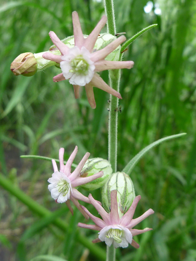 Flowers and stalk