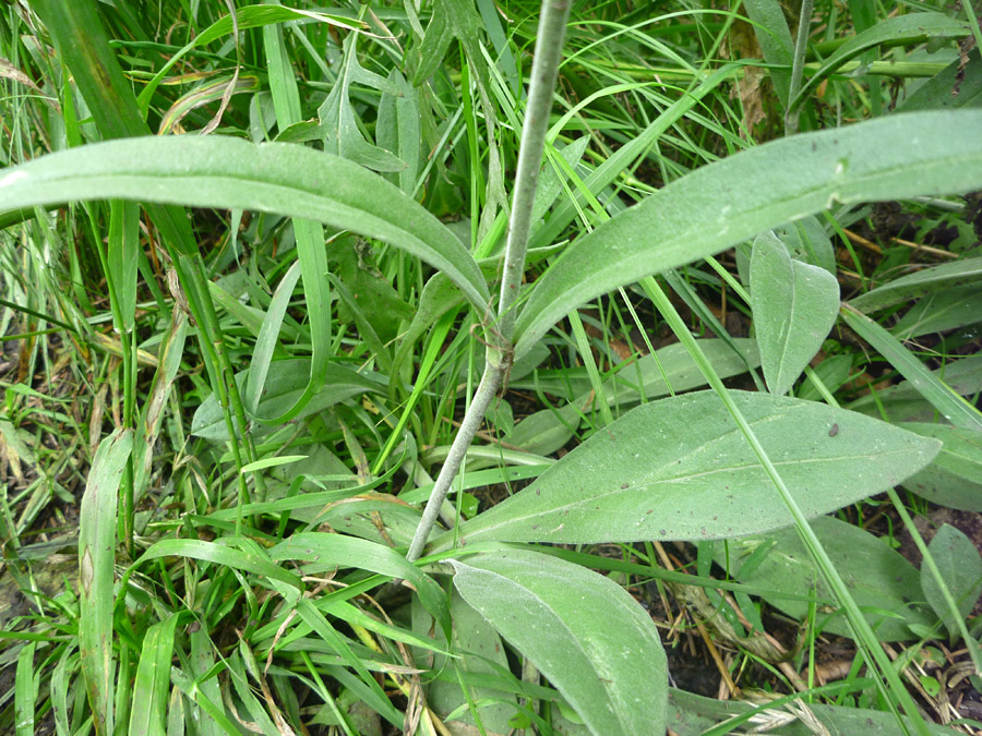 Green leaves