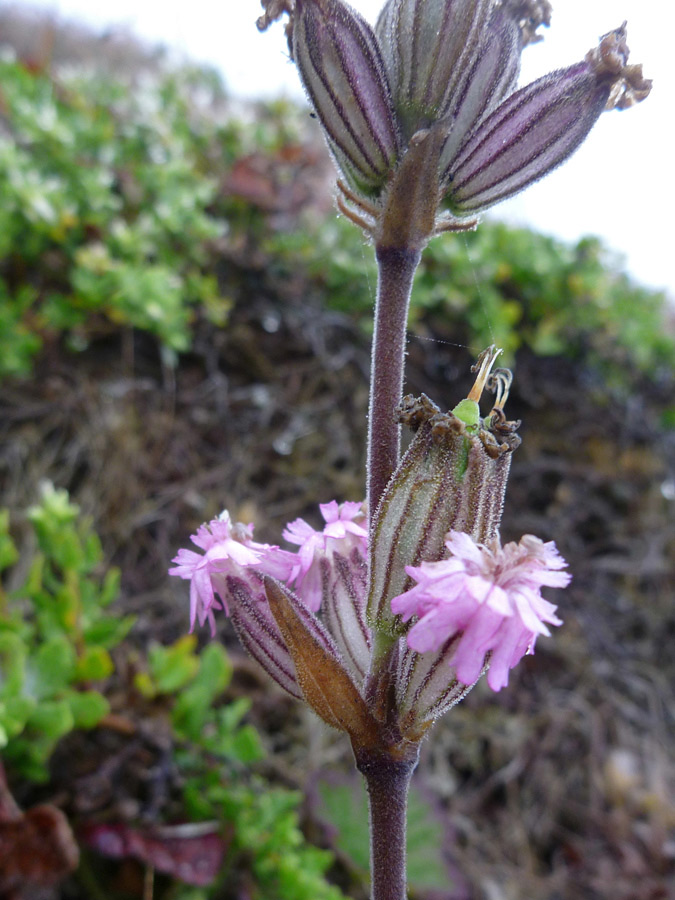 Flower whorl