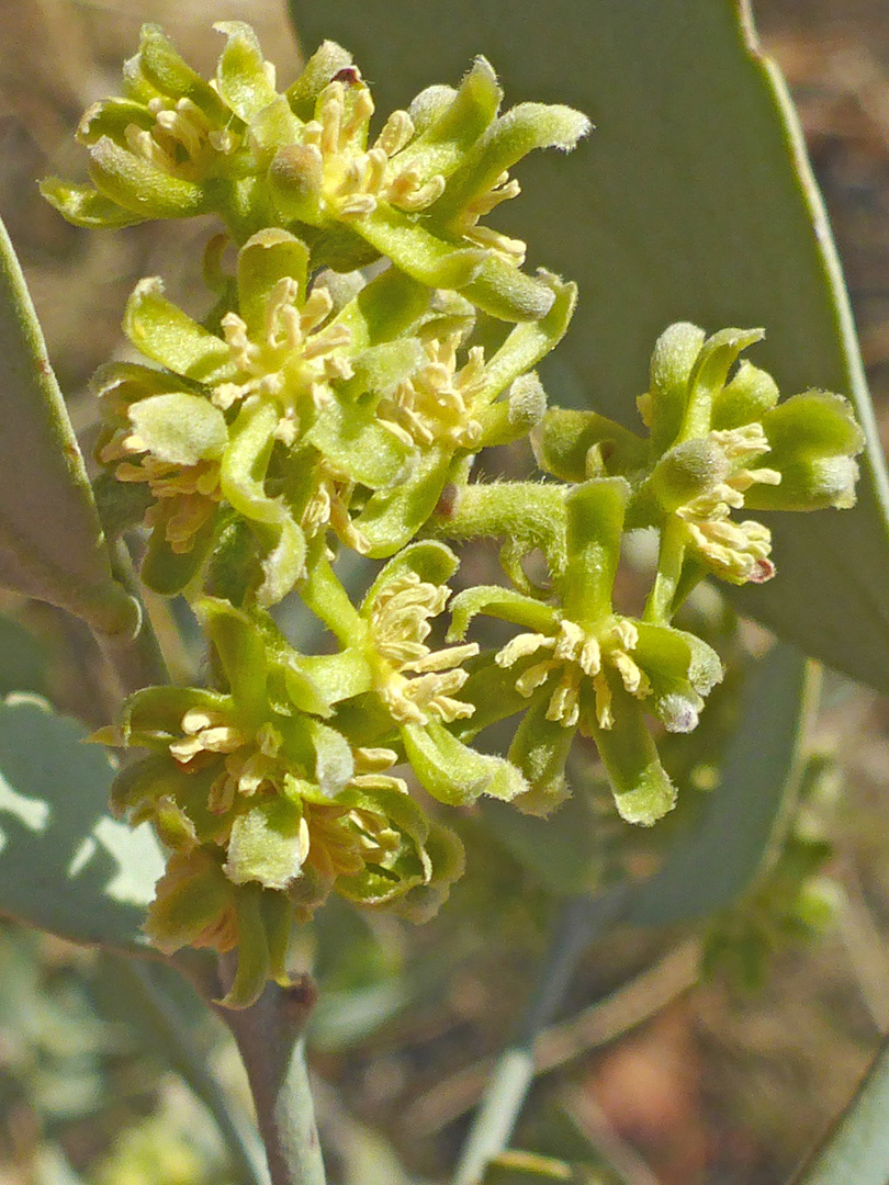 Yellow-green flowers