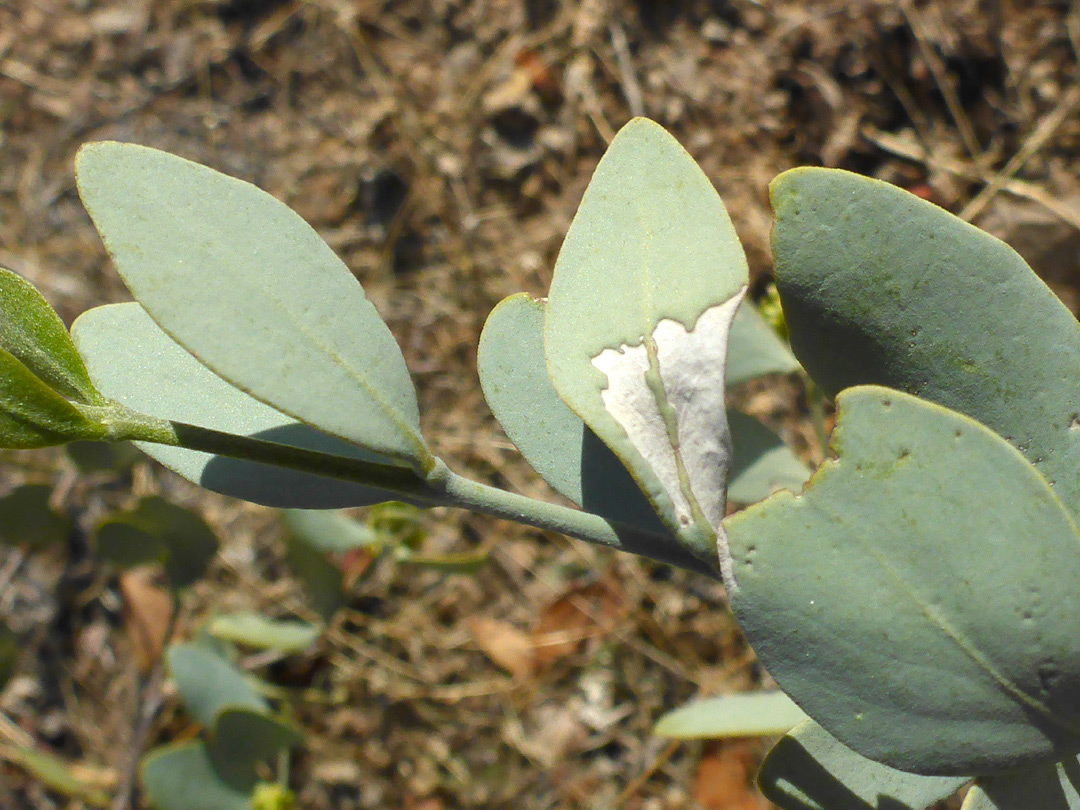 Ovate leaves