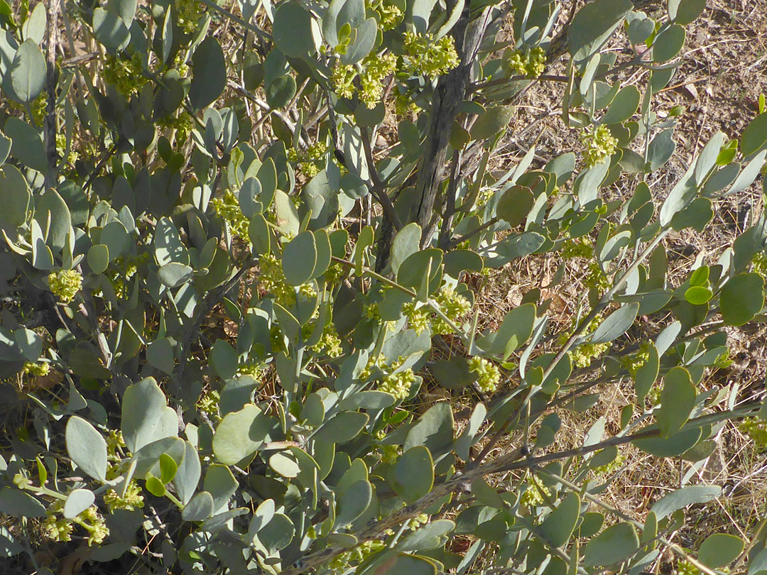 Leafy branches