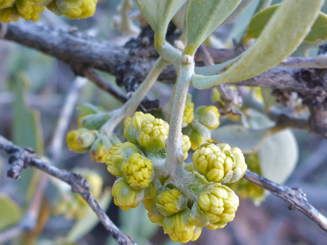 Developing flowers