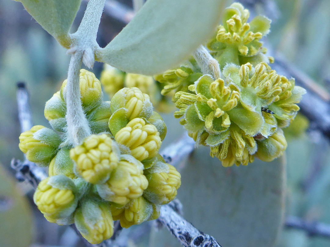 Compact flower clusters